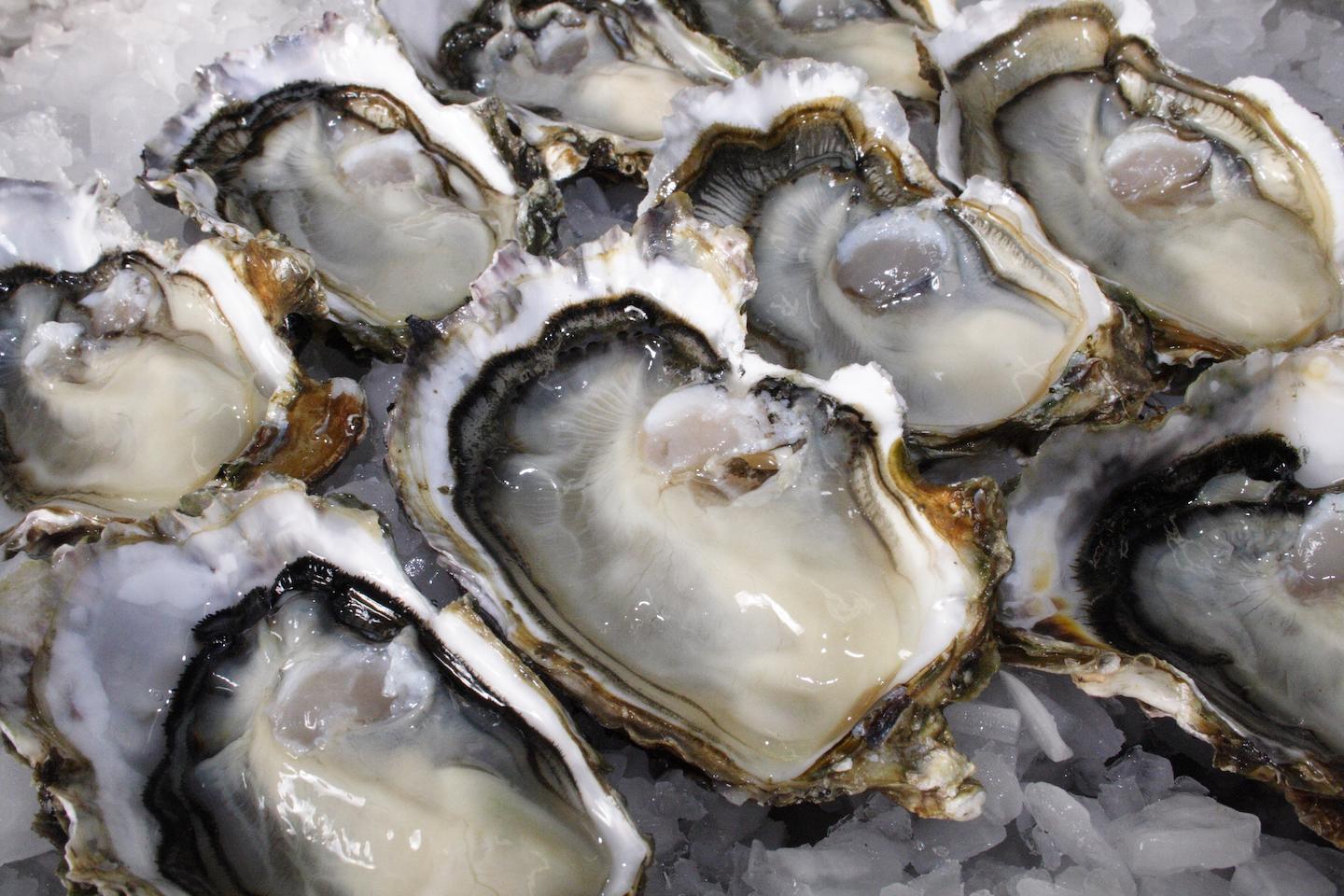 New Zealand traditional food, oyster